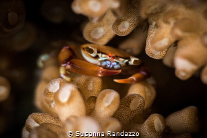 Coral crab _Havelock Island_April 2024
(Canon60,1/200, f... by Susanna Randazzo 